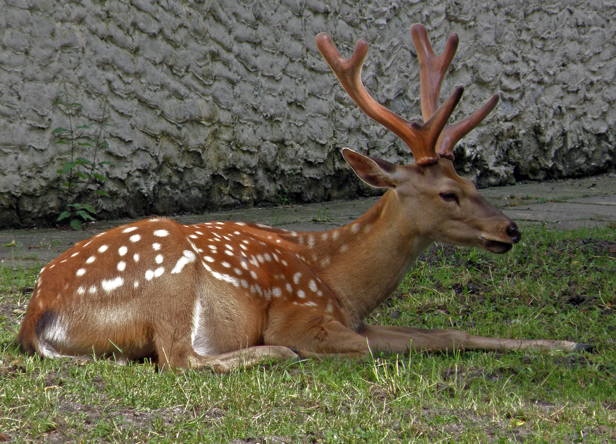 Амурский олень. Филиппинский пятнистый олень (Cervus alfredi). Олень пятнистый (Cervus Nippon). Уссурийский пятнистый олень. Пятнистый олень Уссурийский заповедник.