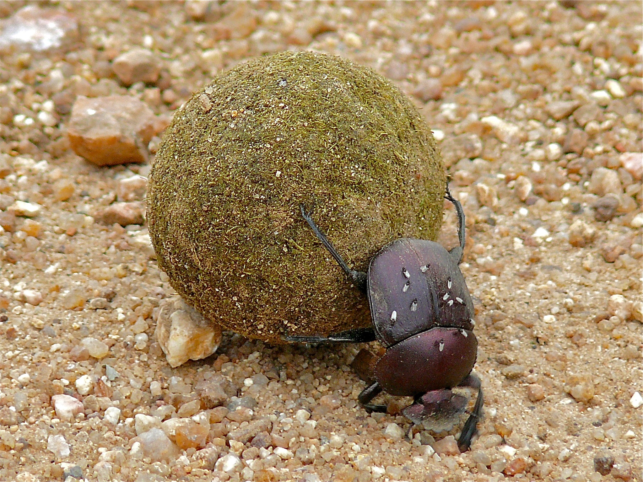 Large Copper Dung-Beetle (Kheper nigroaeneus) (8386119223).jpg