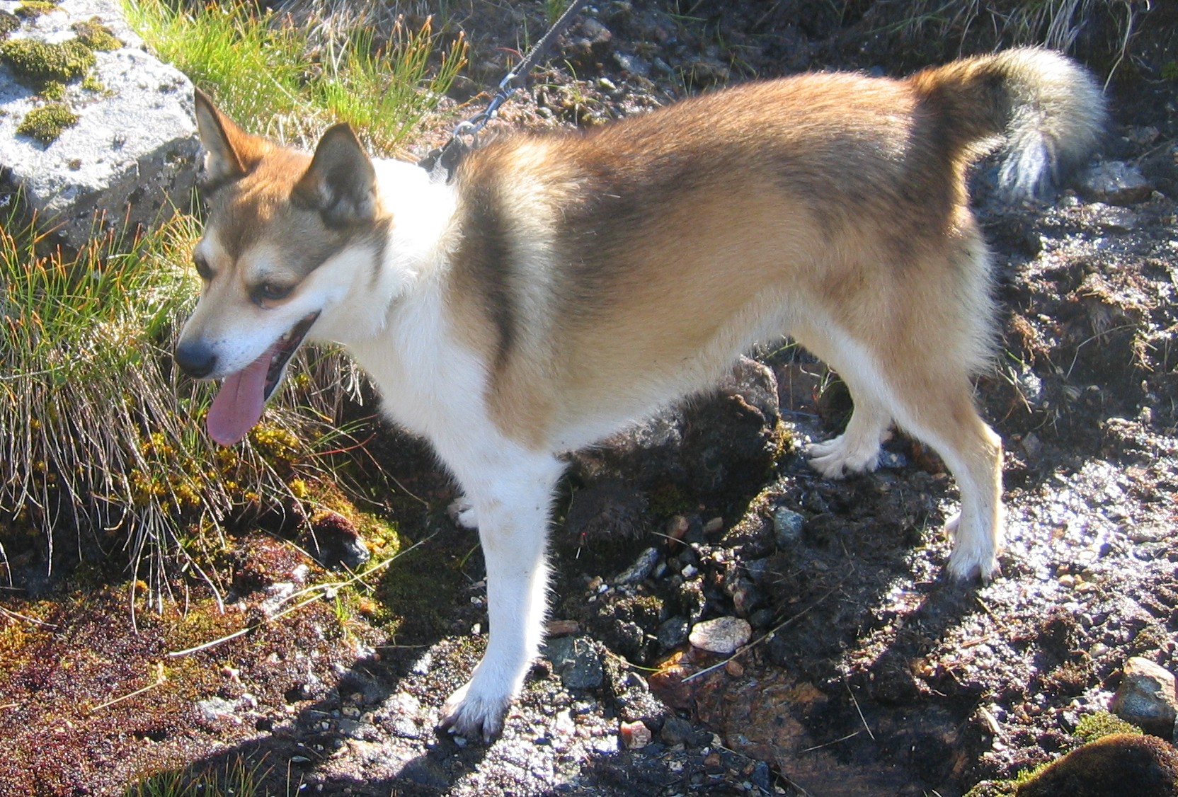 Norsk lundehund – Wikipedia