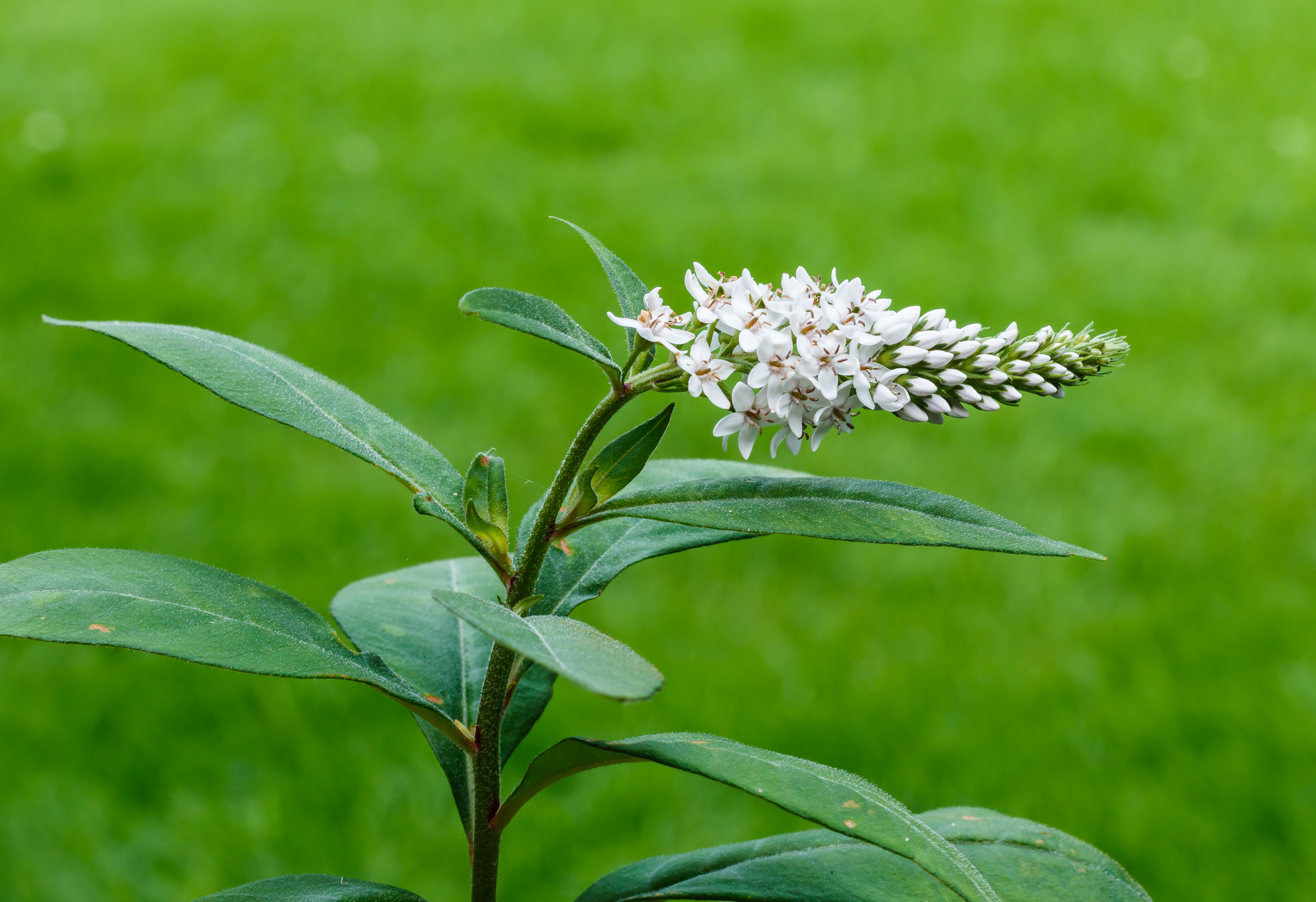 Вербейник Clethroides