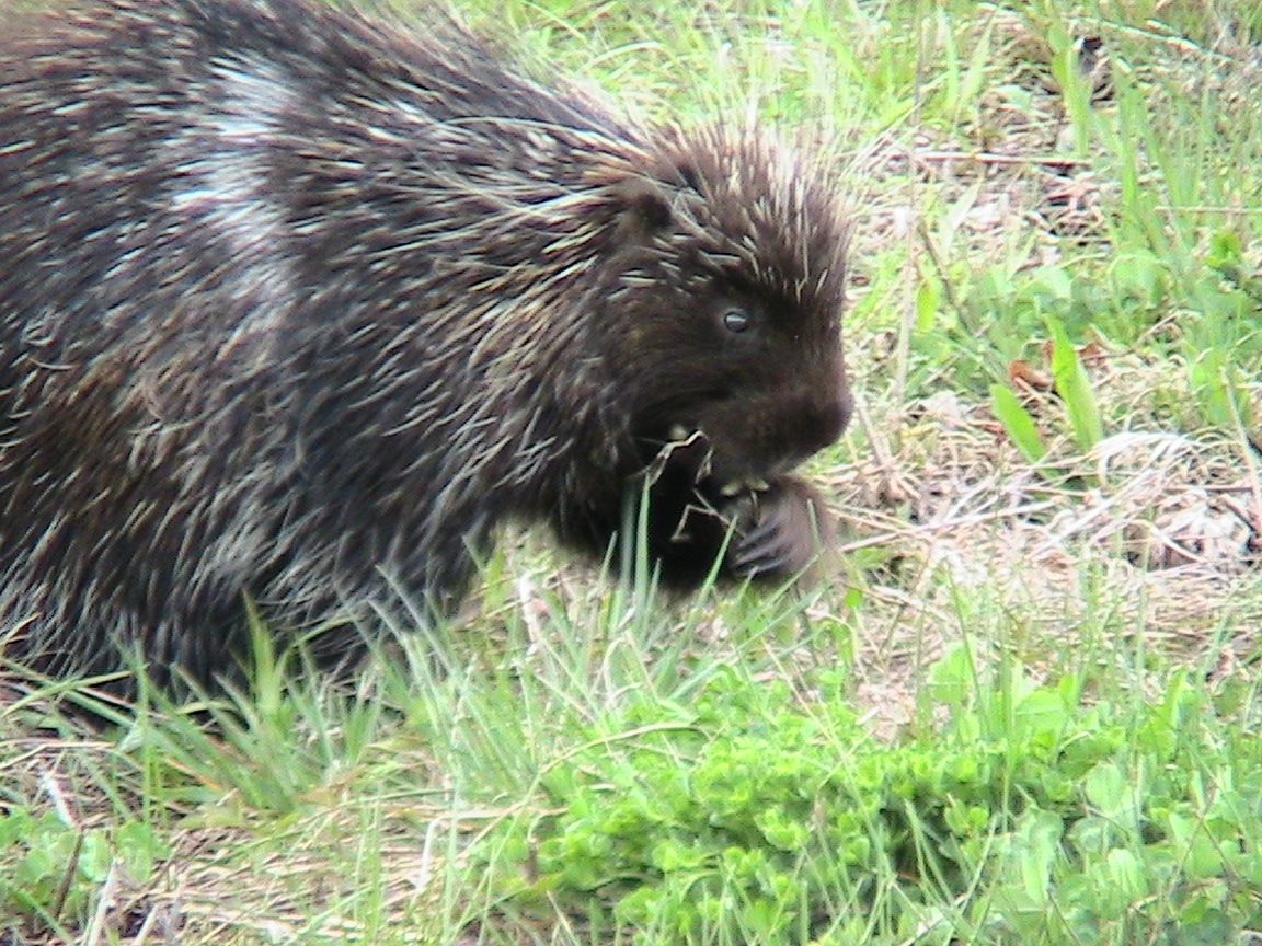 north american porcupine diet