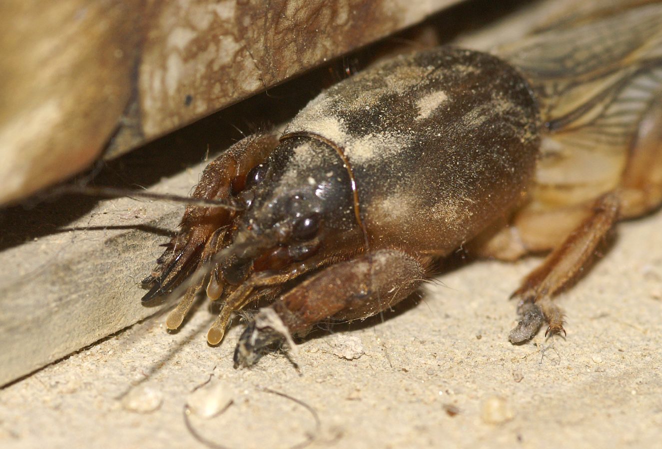 File:Close-up of mole.jpg - Wikipedia