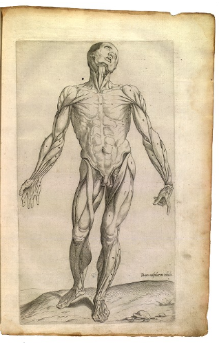 File:Muscles-Prima musculorum tabula of Thomas Geminus 1559.png