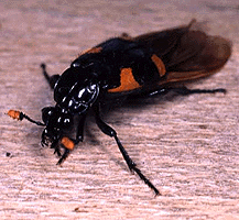 <i>Nicrophorus quadrimaculatus</i> Species of beetle