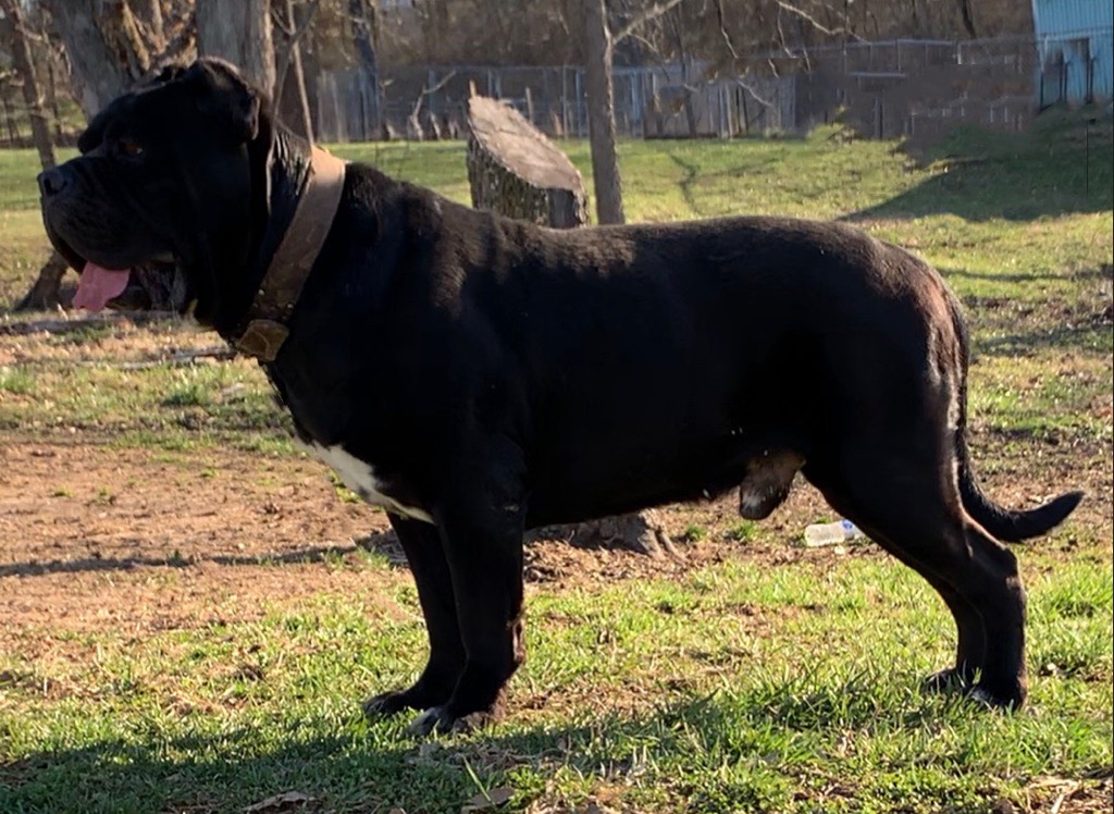 chocolate mastiff