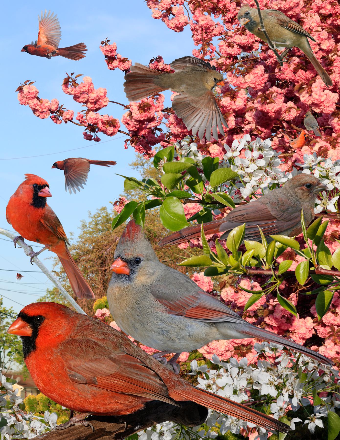 Featured Birds: Northern Cardinals