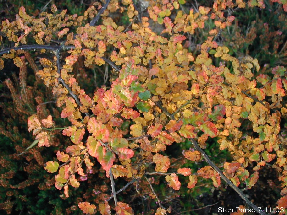 Ñirré (Nothofagus antarctica). (Autor y crédito: Mono Andes).