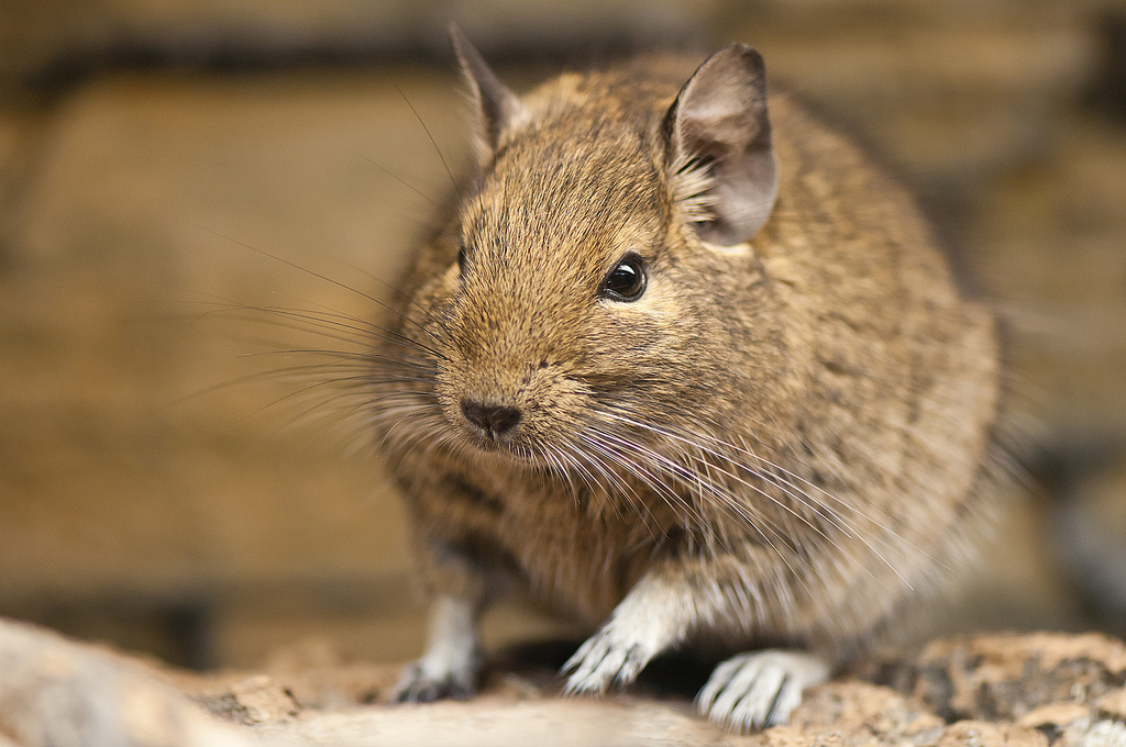 degus