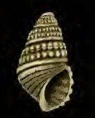 <i>Chrysallida dux</i> species of mollusc