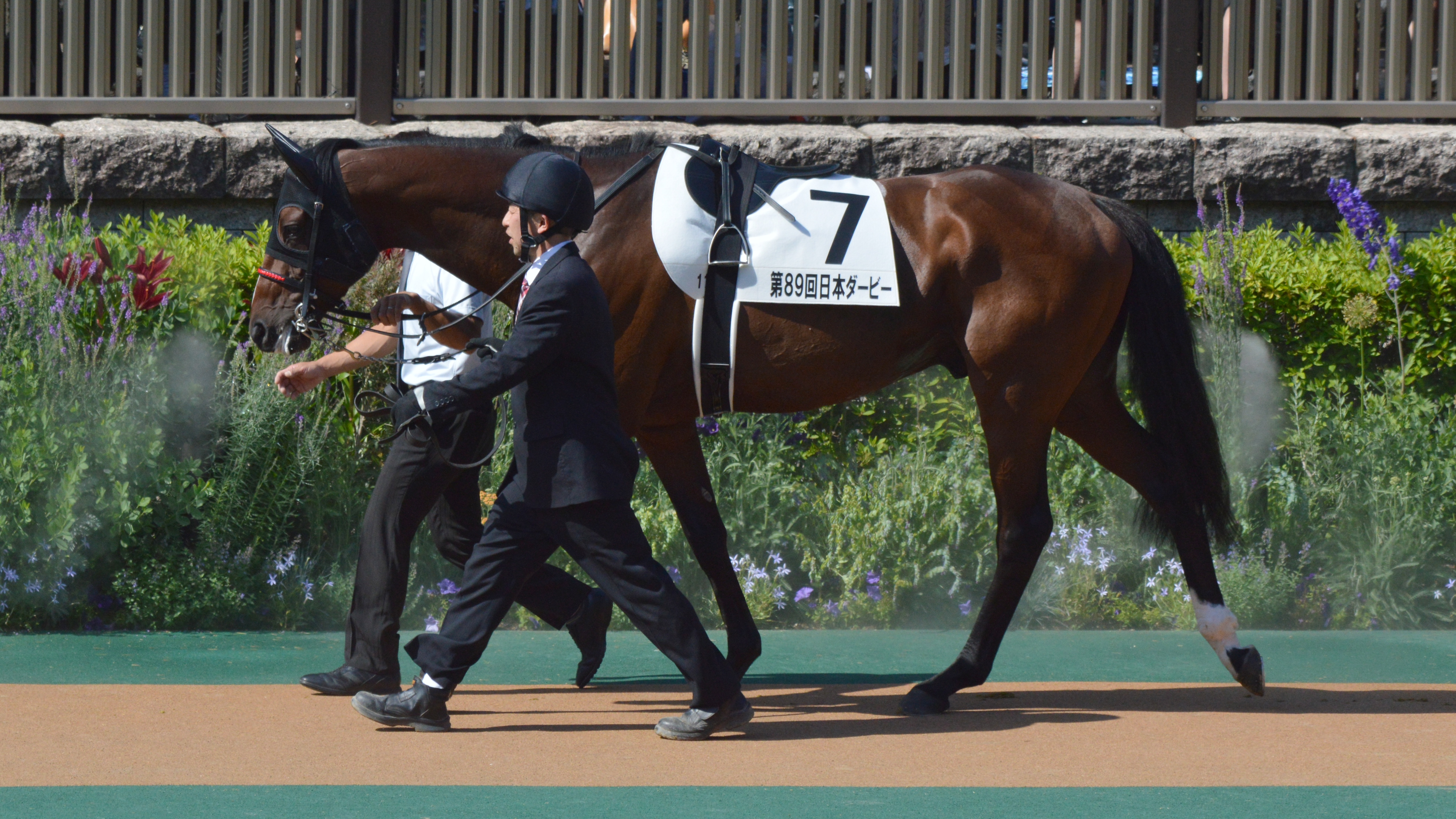 オニャンコポン 競走馬 Wikipedia