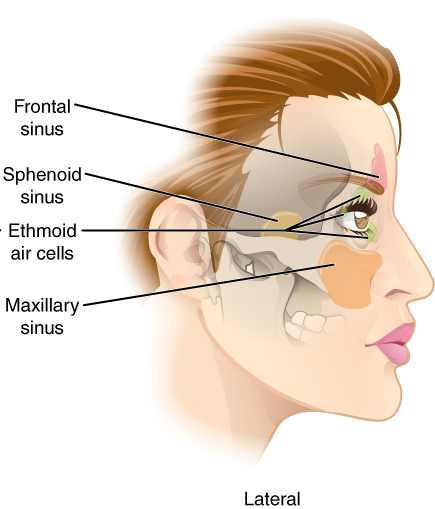 File:Paranasal Sinuses lat.jpg