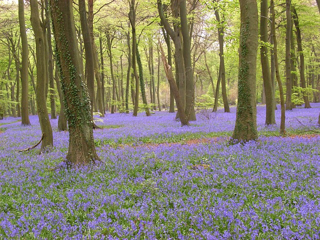 File:Park Wood - geograph.org.uk - 418104.jpg