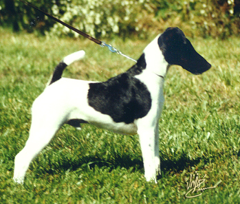 File:Patrick the Smooth Fox Terrier.jpg