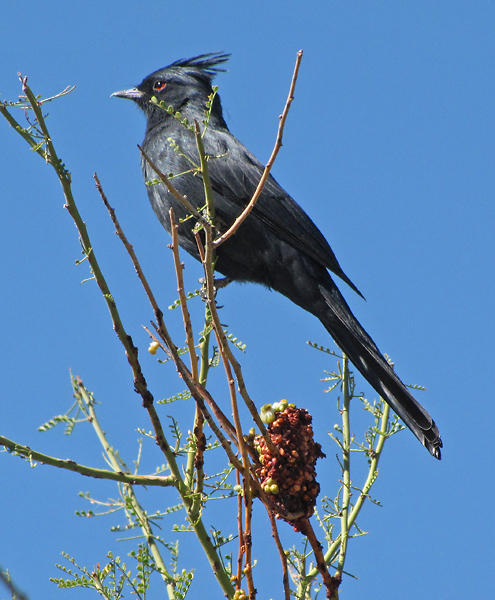 File:Phainopepla nitens -Tucson -Arizona-8c.jpg