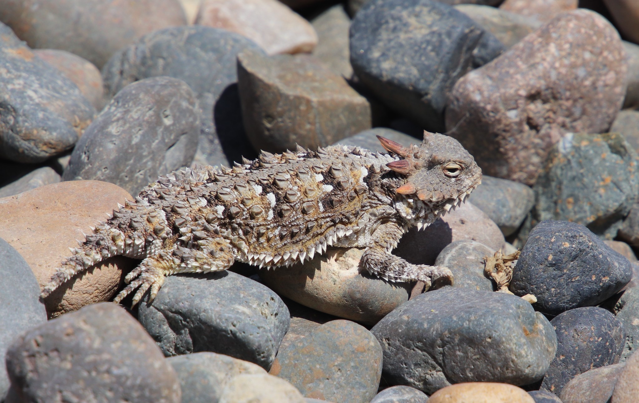 뿔 도마뱀 Horned Lizard : 최신 백과사전, 뉴스, 리뷰 및 연구