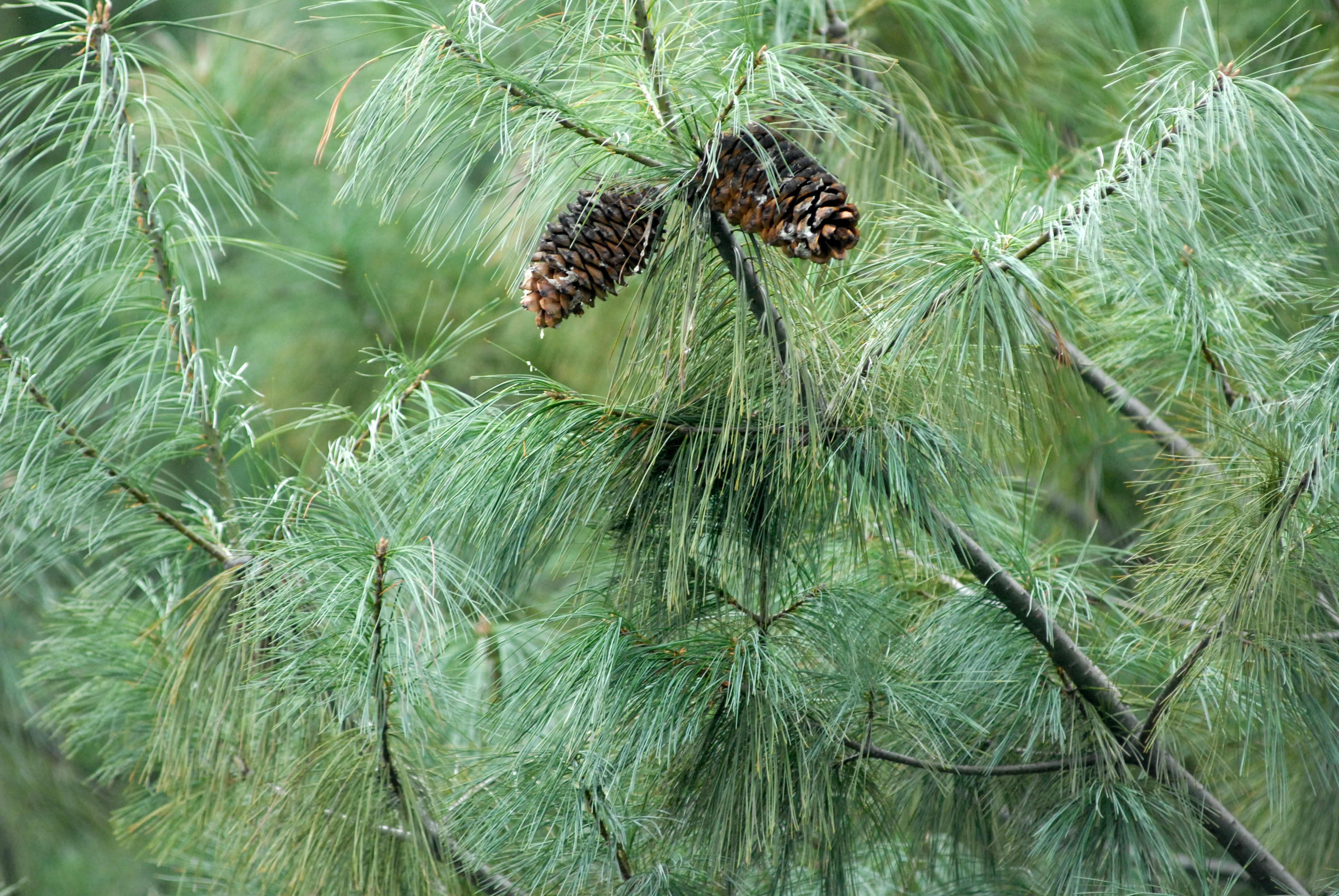 Почему сосна хвойная. Сосна Кедровая Арманди. Сосна арманда (Pinus armandii). Сосна белая (арманда). Сосна китайская шишки.