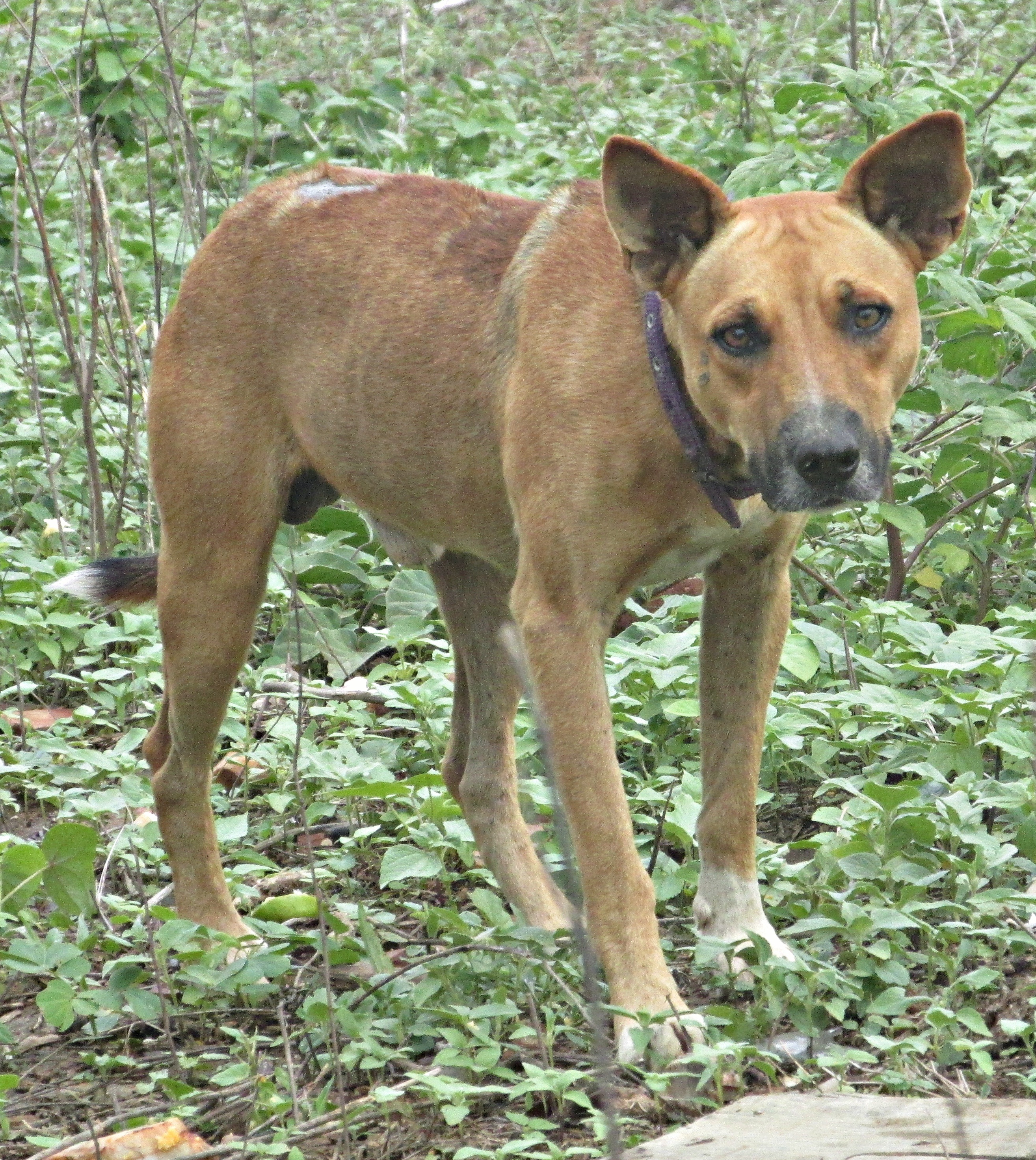 NE Rural - Ceará  No quadro Pet, a raça Fila Brasileiro, os