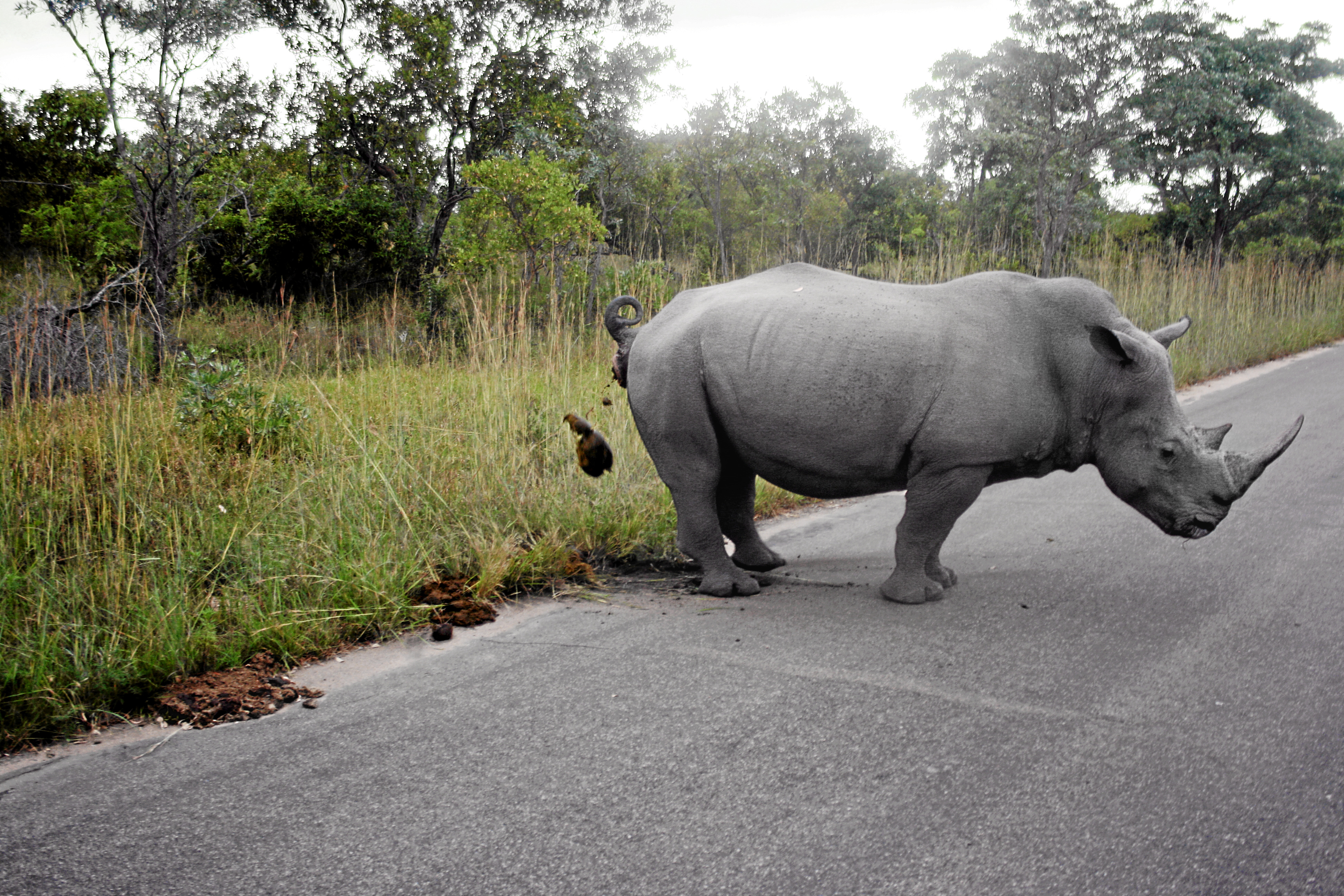 Rhino marking its territory SA 11 (retouched).jpg. 