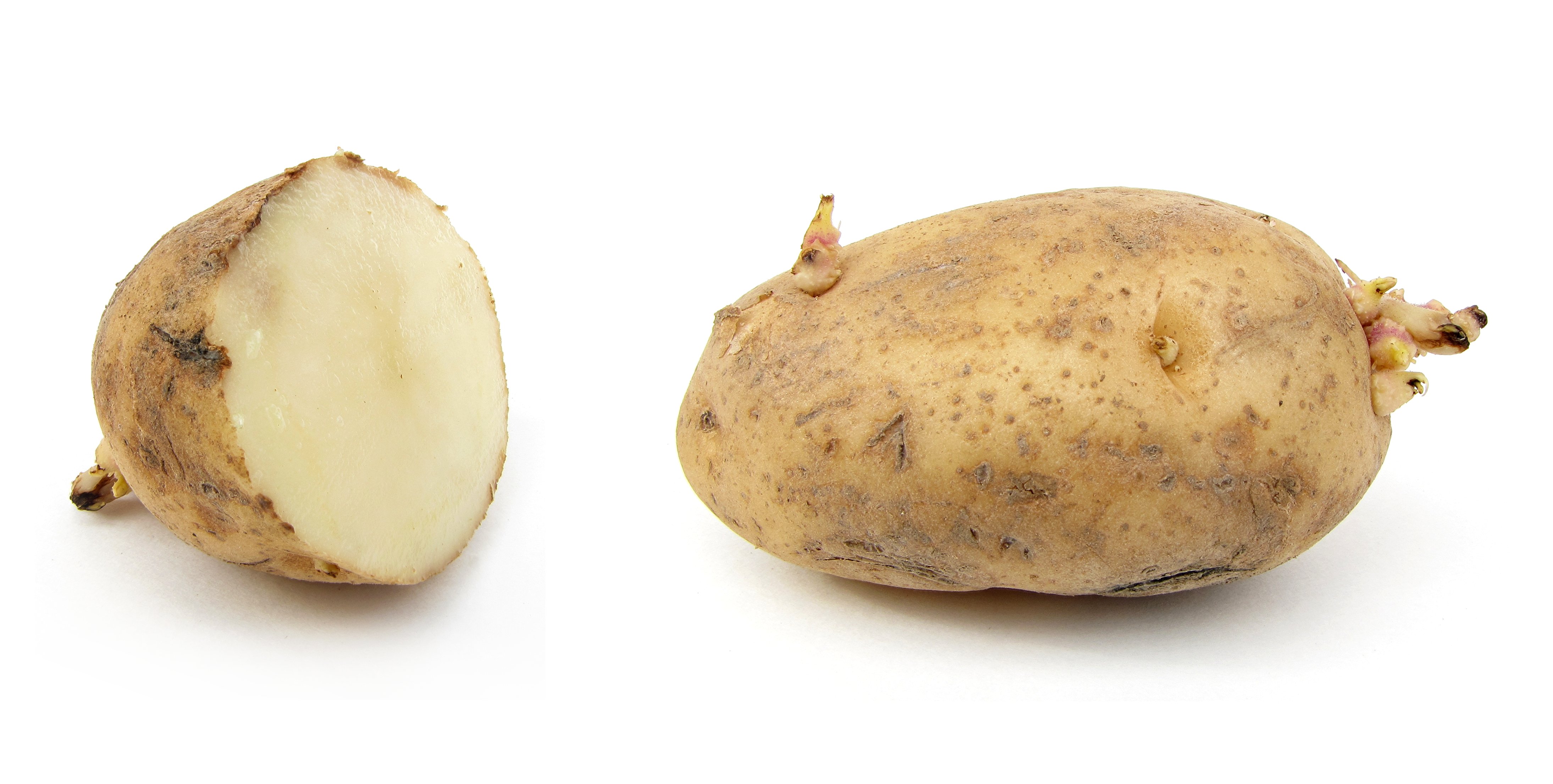 The world-famous potato