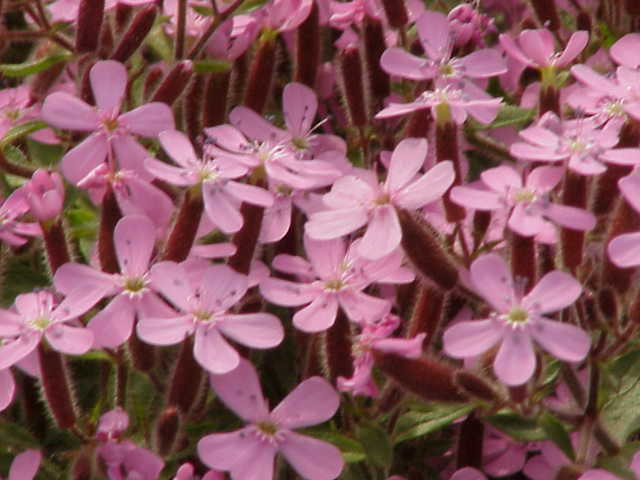 File:Saponaria ocymoides3.jpg