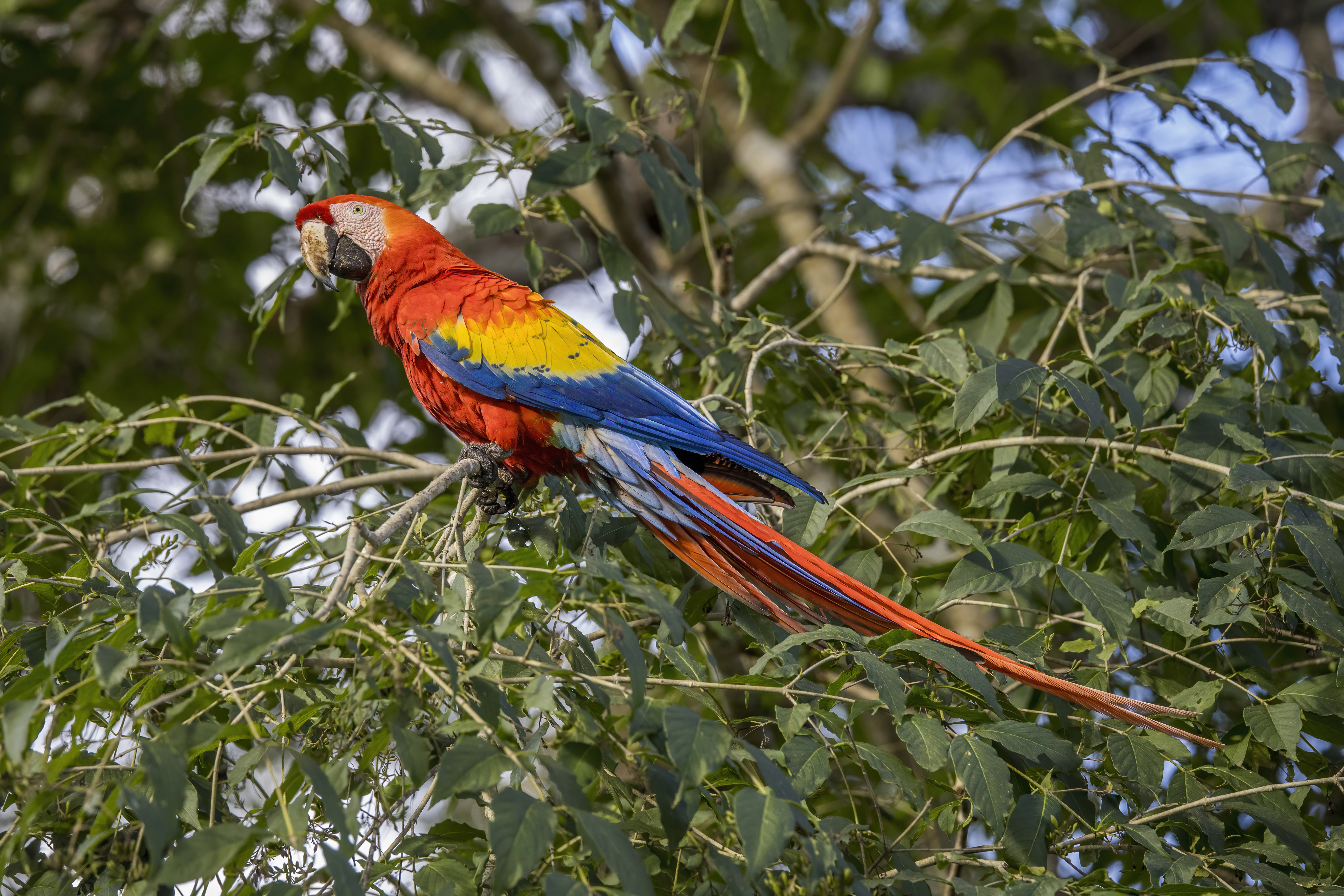 A) 1973, BRAZIL, FAUNA AND FLORA, SCARLET GUACAMAYO BIRD PALMA DE