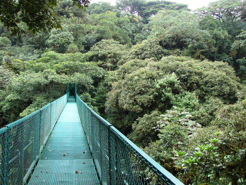 canopy jungle