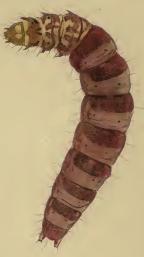 Larva Syncopacma taeniolella larva.JPG