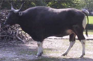Bulls of the Javan subspecies Bos javanicus javanicus are black.
