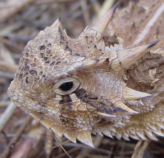 Ol' Rip the Horned Toad - Wikipedia