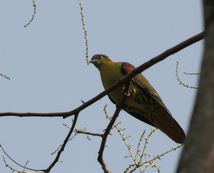 File:Thick-billed Green Pigeon (Treron curvirostra) at Jayanti, Duars, West Bengal W Picture 098.jpg