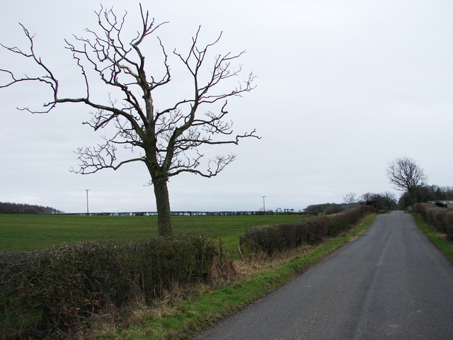 File:Tree Near Roadside - geograph.org.uk - 704201.jpg