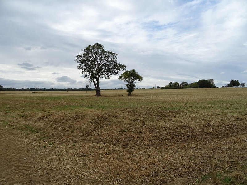 File:Trees in field, Harram Bottom - geograph.org.uk - 6256247.jpg