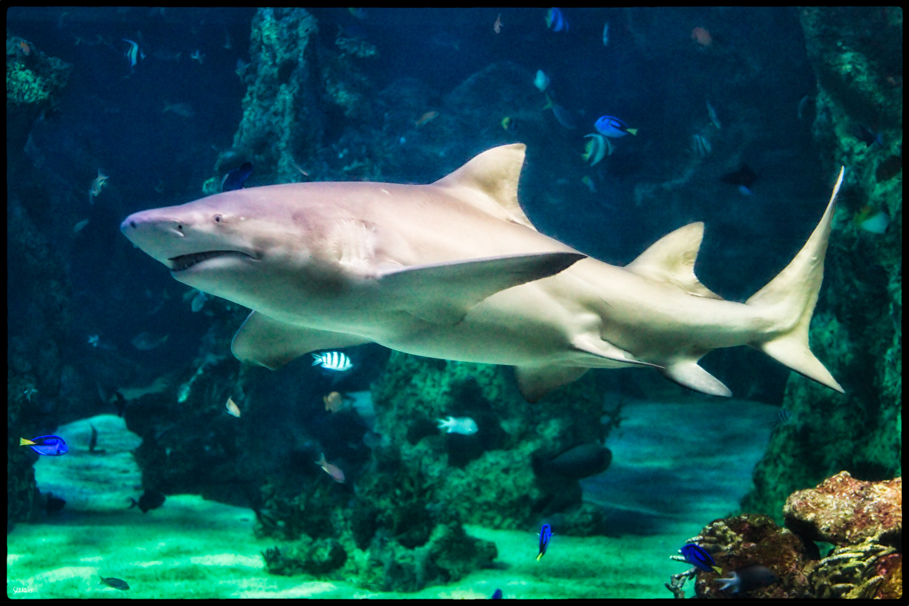 great white shark in aquarium