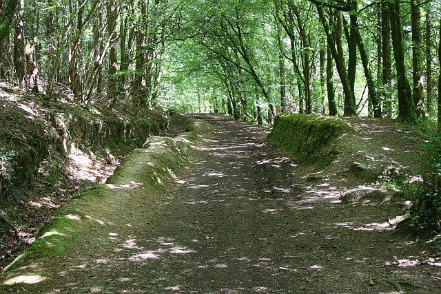 File:Woodland Path - geograph.org.uk - 207382.jpg