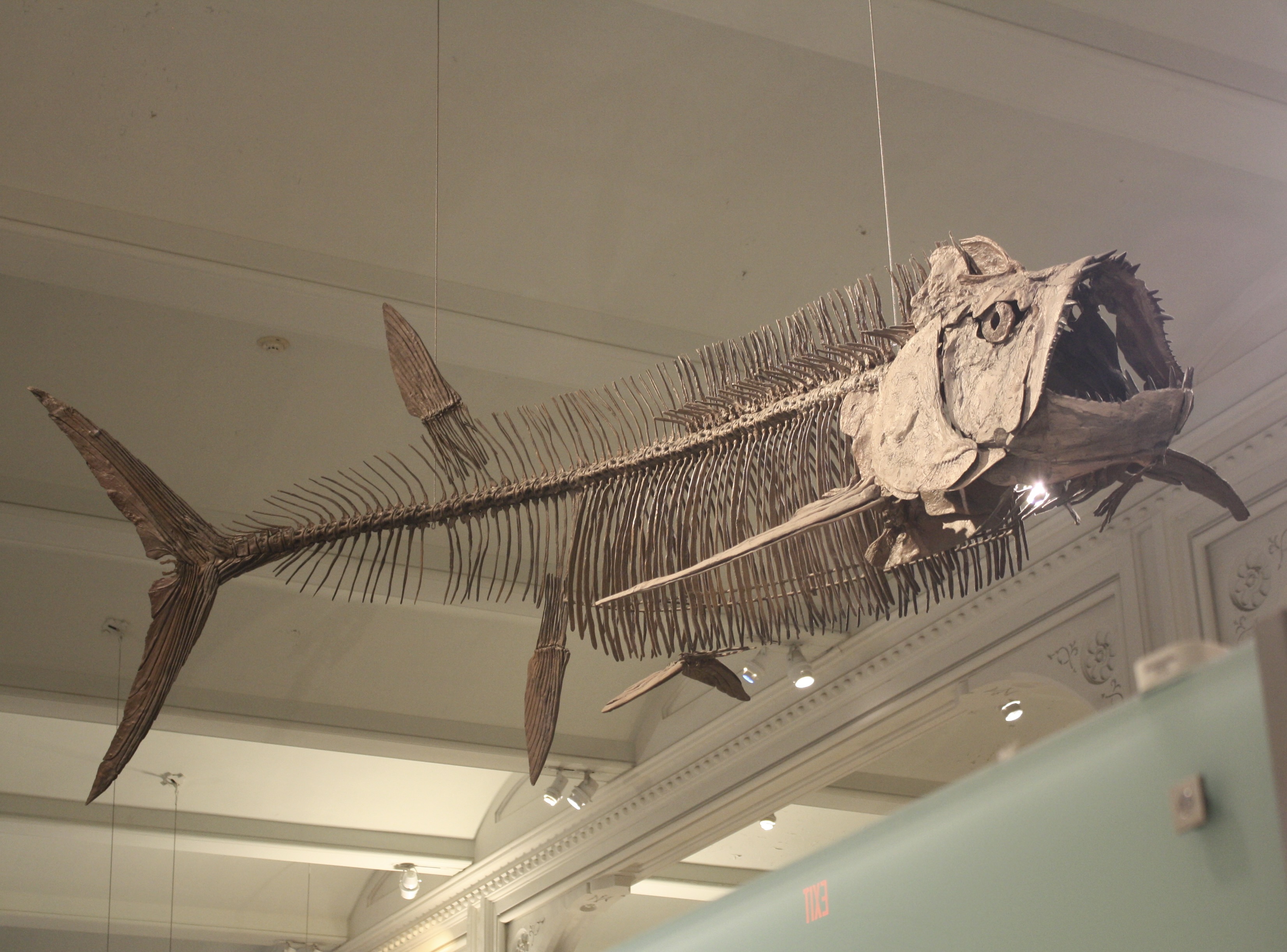 https://upload.wikimedia.org/wikipedia/commons/4/47/Xiphactinus_at_AMNH.jpg