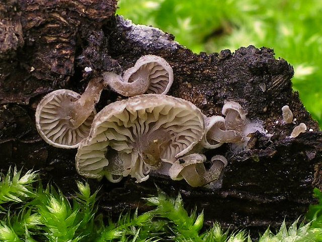 File:2004-10-05 Entoloma byssisedum 31230 cropped.jpg