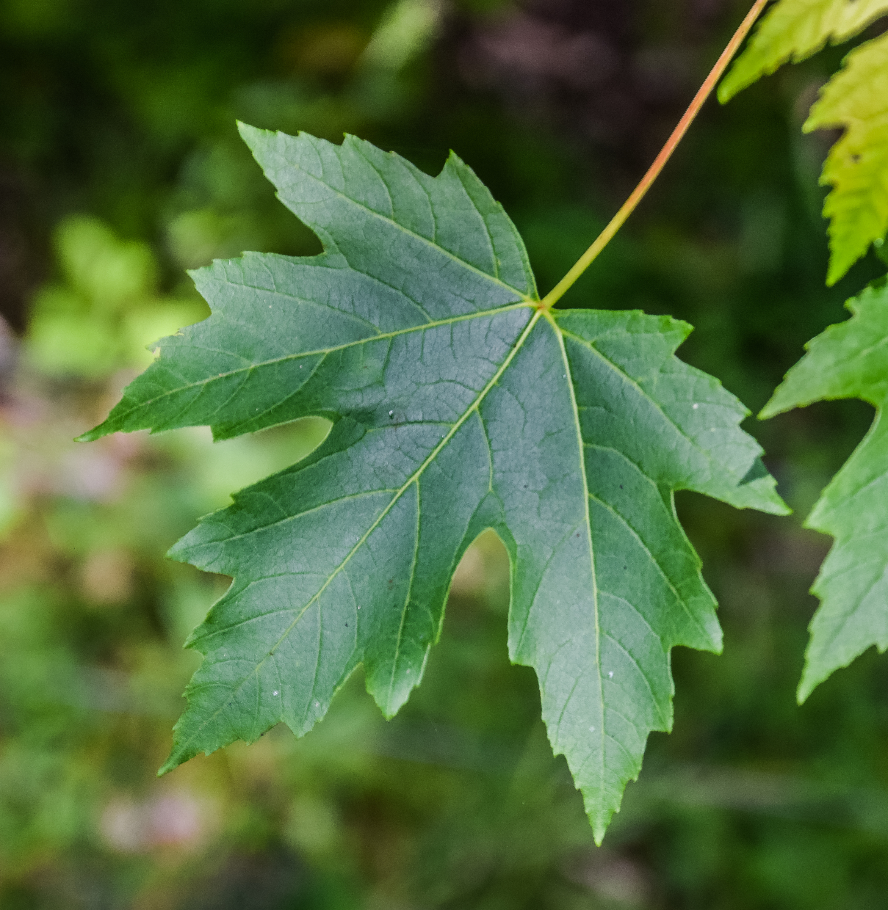 Клен виды. Клен серебристый Acer saccharinum лист. Клен трехпалый. Клен дуболистный. Клен надрезнолистный.