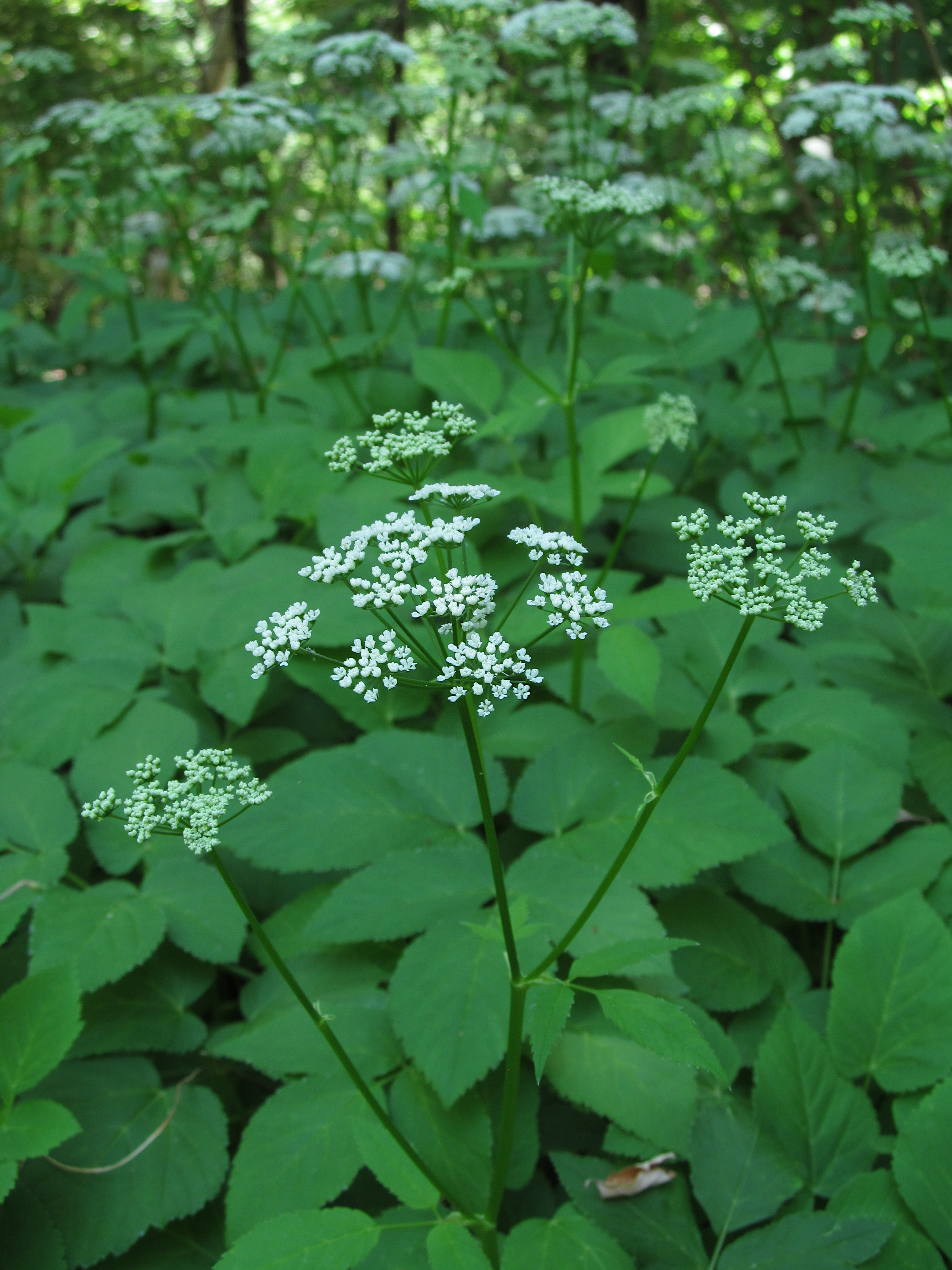 Queen Anne's Lace (Daucus carota), Purple Form – Flora Pittsburghensis