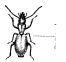 <i>Agelaea</i> (beetle) Genus of beetles