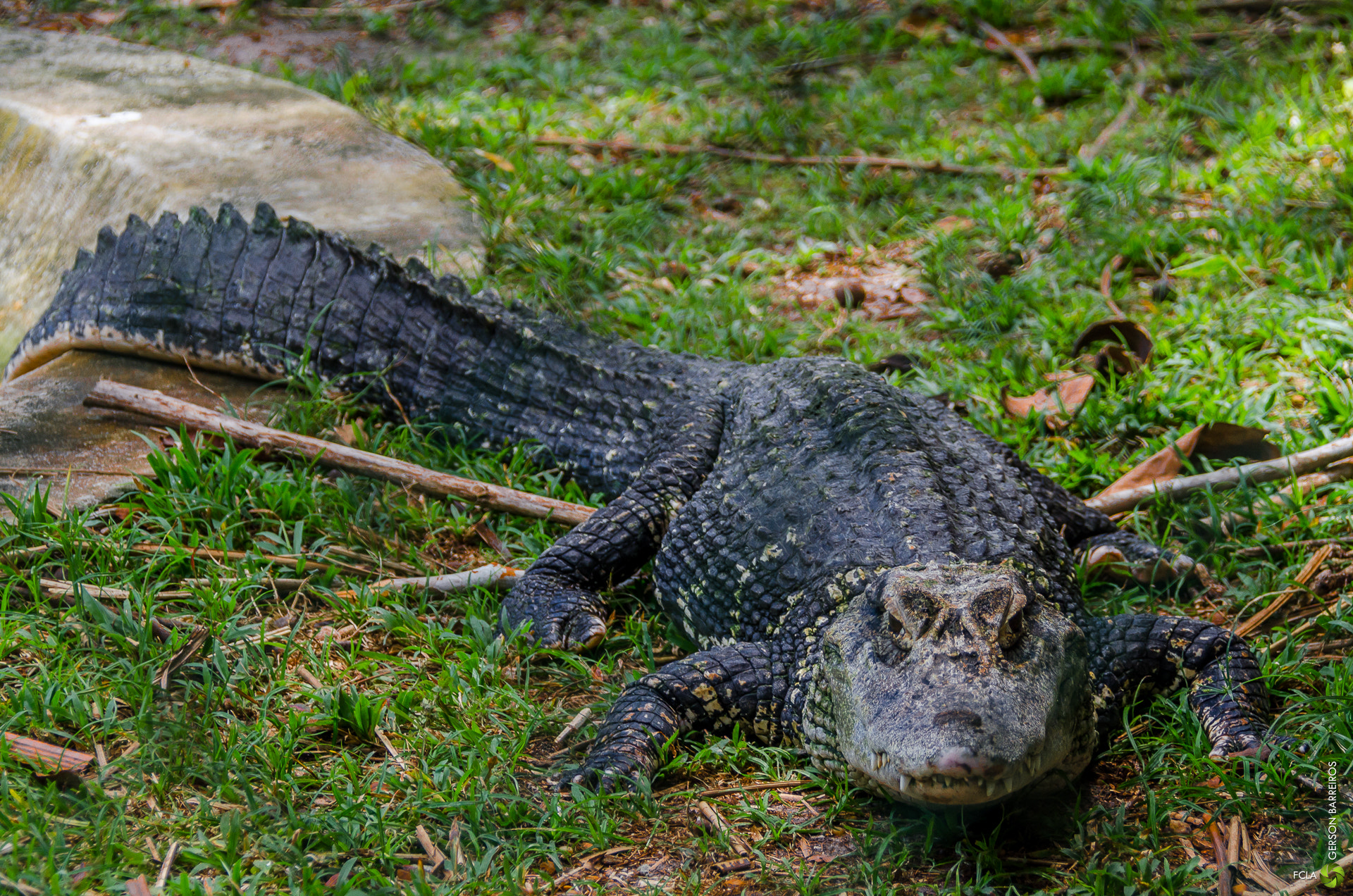 File:Alligator (41114520).jpeg - Wikimedia Commons
