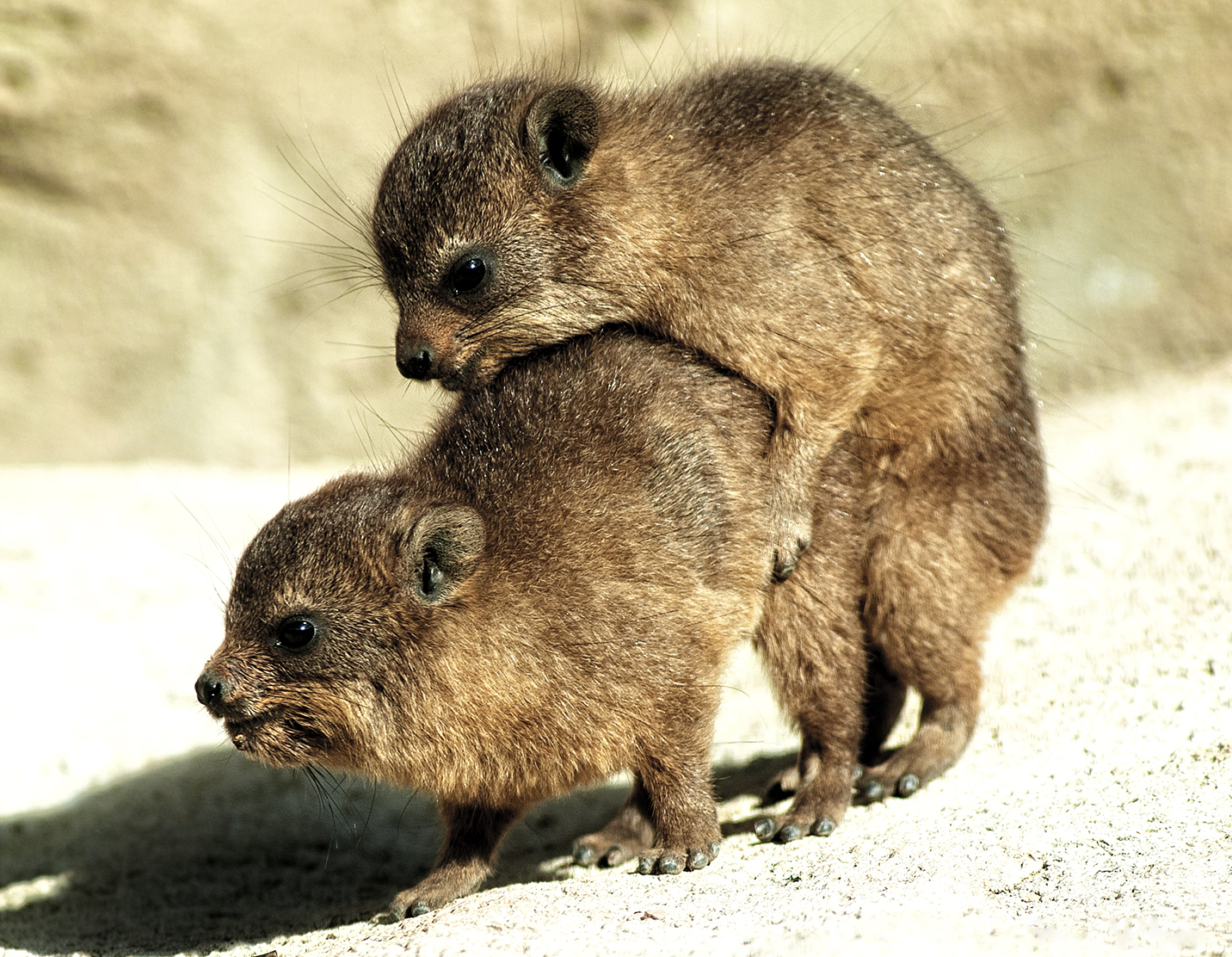 Родственники слоновых. Даман родственник слона. Западный Даман. Hyrax. Rock Hyrax животное.