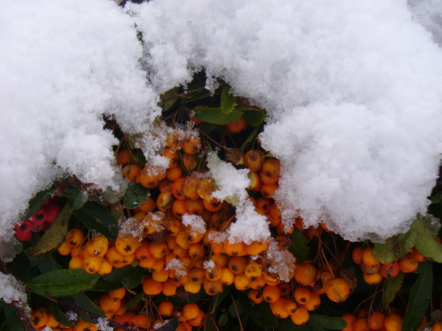 File:Berries Under Snow - geograph.org.uk - 1653119.jpg