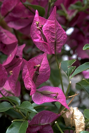 File:Bougainvillea 0472.jpg