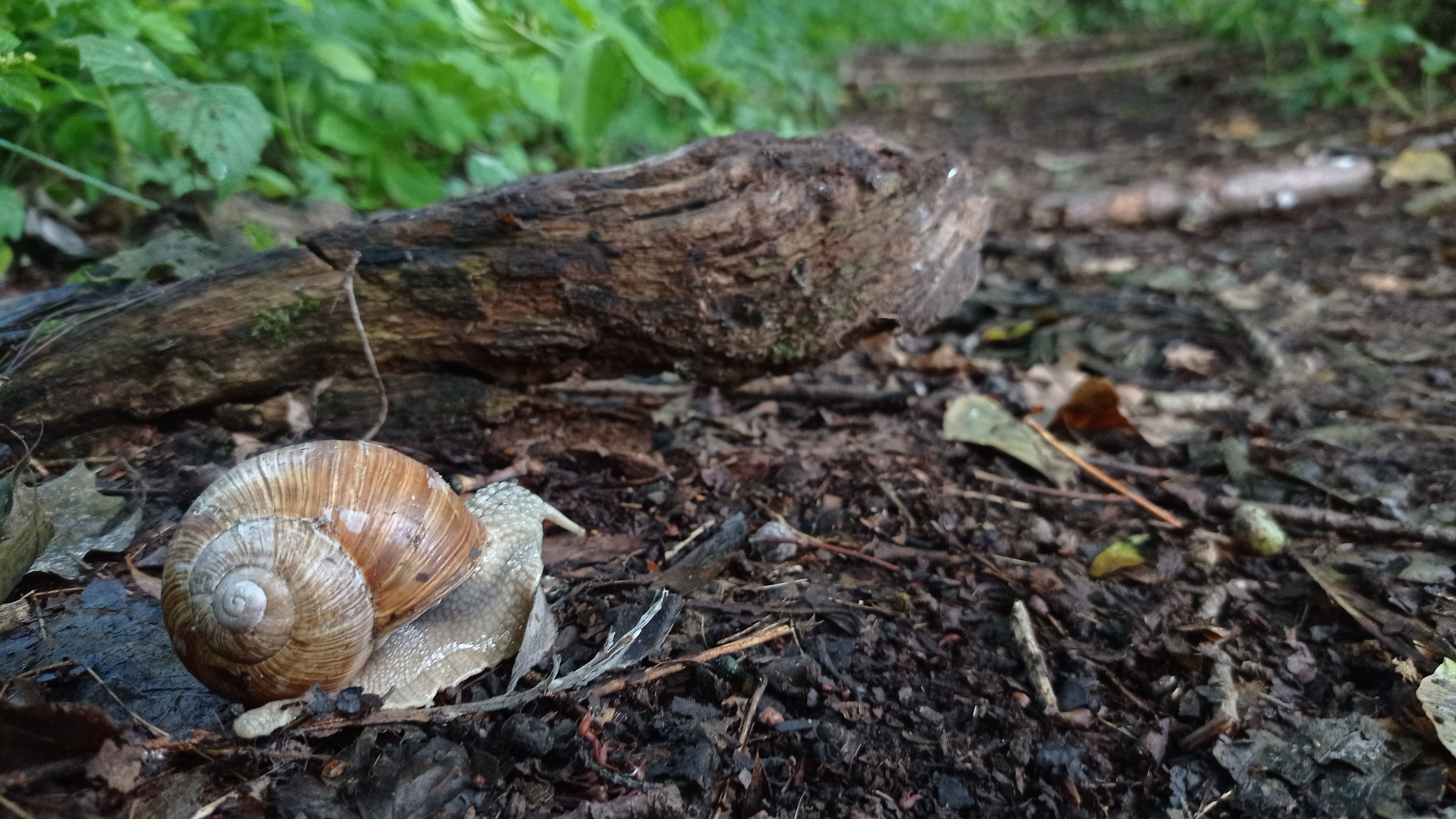 Panty snail trail