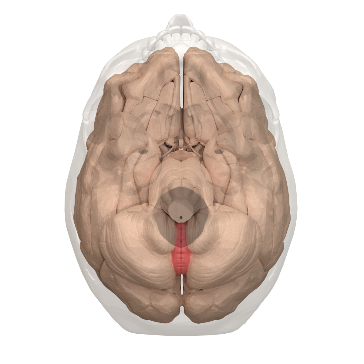 cerebellar vermis sagittal view