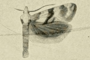 <i>Cochylimorpha discolorana</i> Species of moth