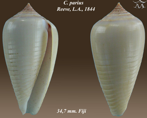 File:Conus parius 2.jpg