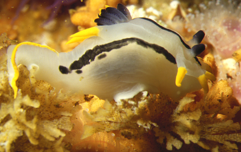 File:Crowned Nudibranch (Polycera capensis) in South African Kelp bed..jpg