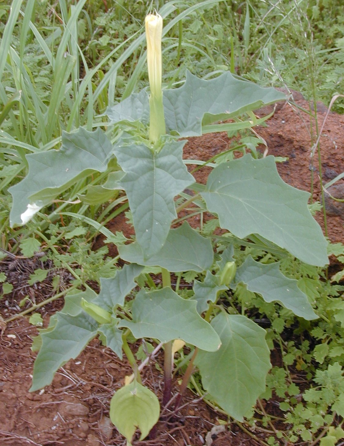 Ssottobicchieri Datura Viola Blu Sottobicchiere Assorbente