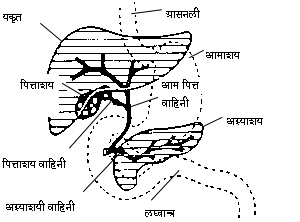 File:Digestive system showing bile duct hindi.png